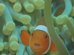 カクレクマノミ (3)