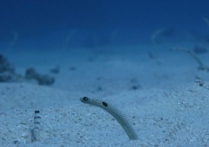 IMG_0017