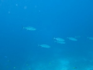 IMG_0209