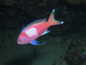 IMG_1260