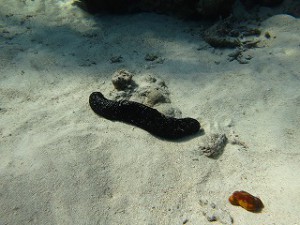 IMG_3531