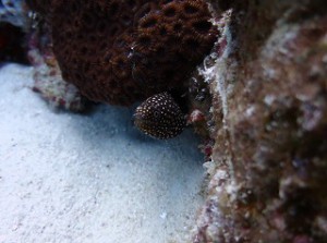 IMG_3723