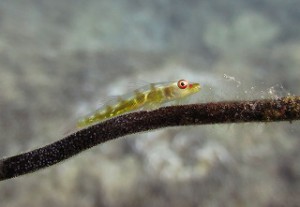 IMG_3807