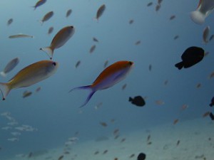 IMG_4037