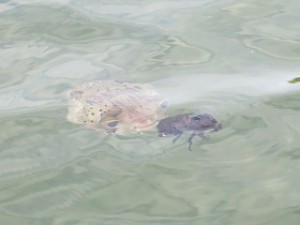 IMG_4074
