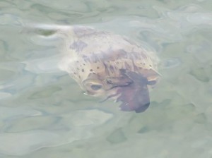 IMG_4076
