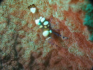 IMG_4196