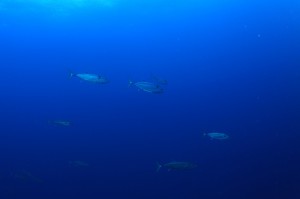 IMG_4689