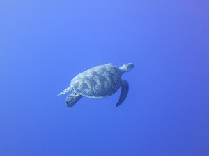 IMG_5367