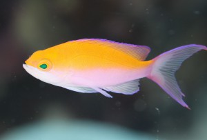 IMG_72691