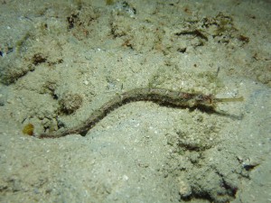 IMG_9172