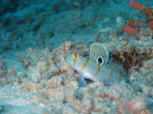 s-IMG_0513