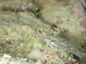 s-IMG_0518