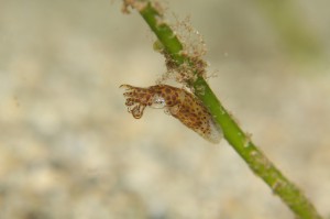 s-IMG_0739