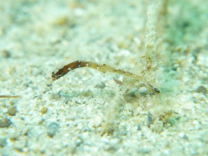 s-P1040579
