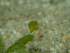 s-P1060676