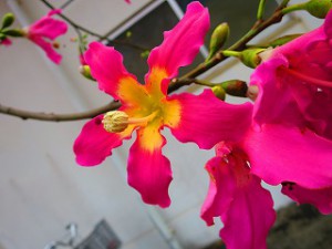 IMG_4246