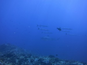 IMG_5697
