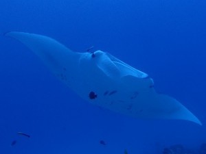 P2145778