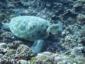 IMG_4466