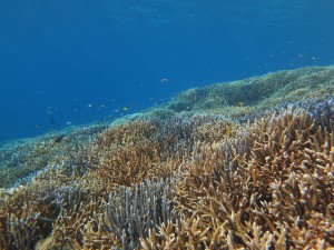 IMG_6079