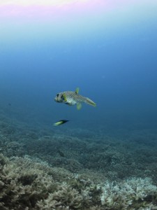 IMG_0068