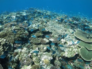 IMG_0088