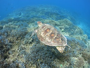 IMG_0746