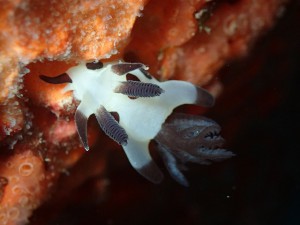 P3250665