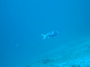 s-P3040052