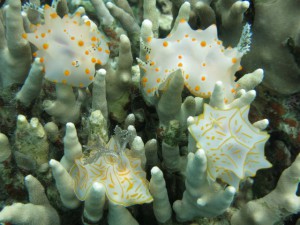 sIMG_0264