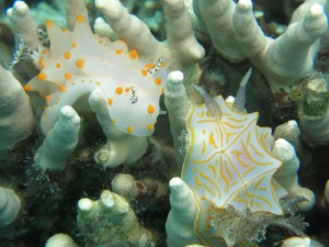 sIMG_0273