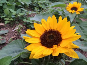 sIMG_3322