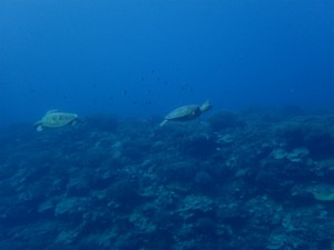 sP3170421
