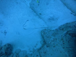 IMG_0374