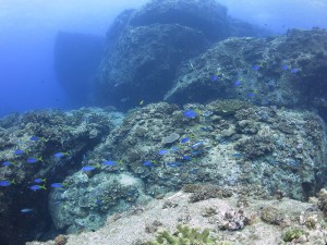 IMG_0375