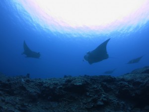 IMG_1785