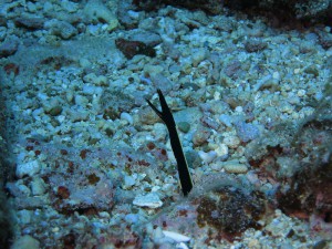 IMG_2074