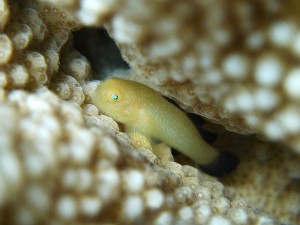 P1000106