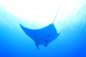 manta
