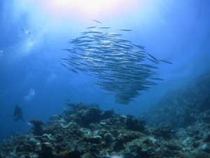s-IMG_1546