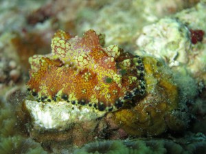 s-IMG_1571