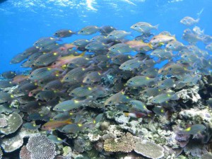 s-IMG_1619
