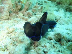 s-P4110399