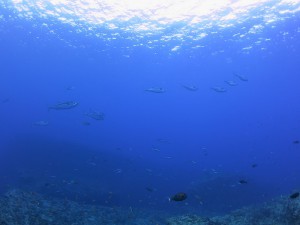 IMG_1175