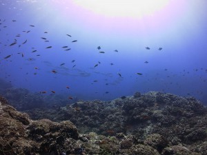 IMG_1186