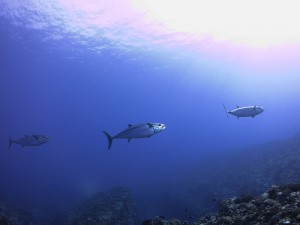 IMG_1190