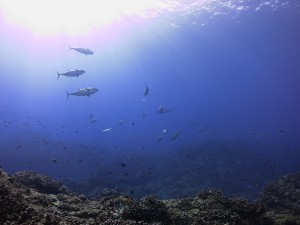 IMG_1195