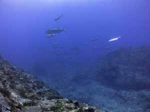IMG_1211