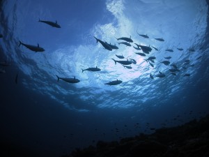 IMG_1278